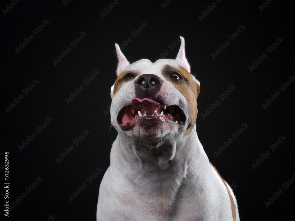An American Staffordshire Terrier dog gazes upward against a black background An American Staffordshire Terrier dog gazes upward against a black background