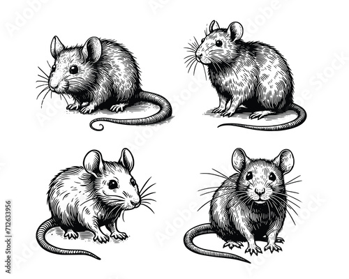 set of rats illustration. hand drawn mouse black and white vector illustration. isolated white background © Nurjen