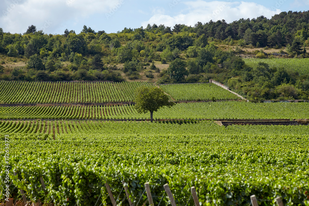 Landscape panorama of the montrachet grand cru vineyard