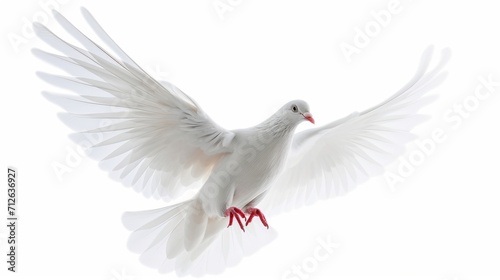 a beautiful white dove flying on white background