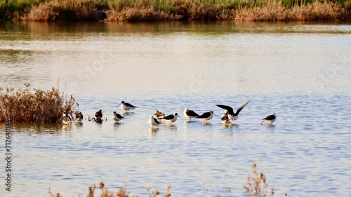 A flock of waders in the pond illuminated by morning sunlight
