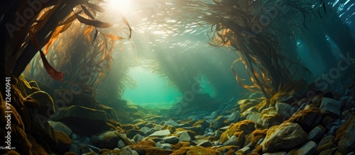 Photo of kelp forest submerged