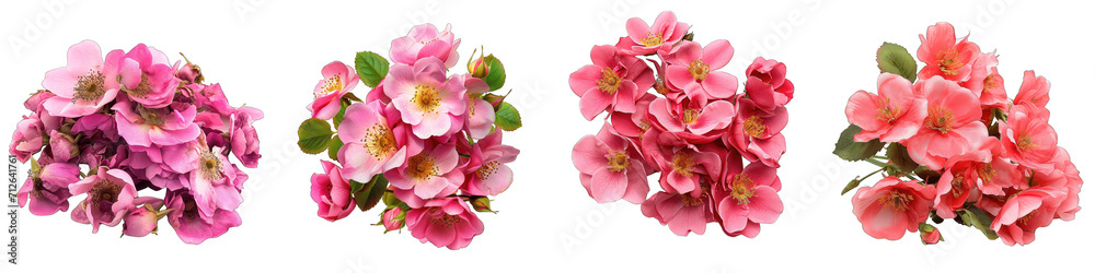 Wild Rose Flower Pile Of Heap Of Piled Up Together Hyperrealistic Highly Detailed Isolated On Transparent Background Png File