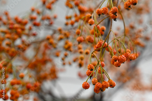 Firethorn berries decoration - Florist arrangement orange berries on a branch in autumn season.