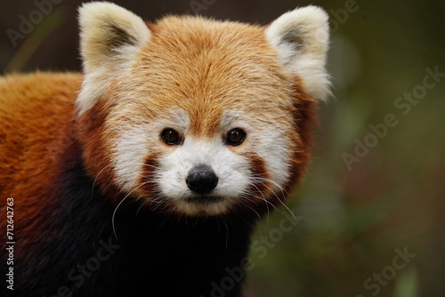 Close up photo of a cute red panda.