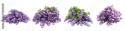 Wisteria  Flower Pile Of Heap Of Piled Up Together Hyperrealistic Highly Detailed Isolated On Transparent Background Png File