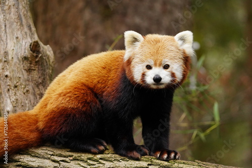 Close up photo of a cute red panda.
