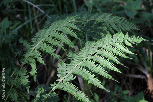 Athyrium filix-femina fern grows in nature photo