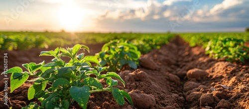 European agronomy includes surface irrigation of crops like potato plants, which are grown in open fields and require adequate moisture. photo