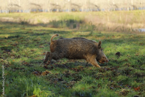 La course du sanglier