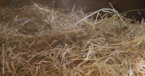 Dusty louse hay in old barn / Slow motion