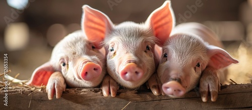 Swine industry relies on sow milk for newborn immunity.