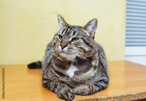 Close-up portrait of a cat. A soft and fluffy cat with ringworm on his neck. lichen on the cat's neck. cat in a shelter