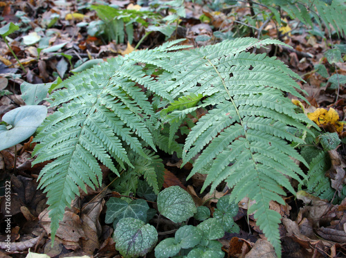 Fern (Dryopteris filix-mas) grows in the forest photo