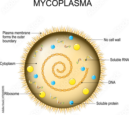 Mycoplasma. Bacterial cell structure. photo