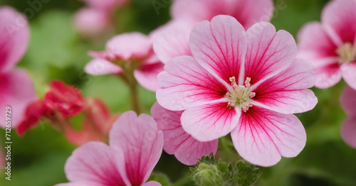 An exquisite photo featuring vibrant pink geranium flowers with lush green leaves  isolated on a white background.