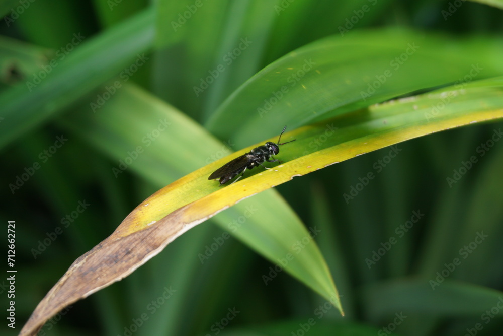 Close up image of black soldier fly insect on a pandanus leaf Close up image of black soldier fly insect on a pandanus leaf