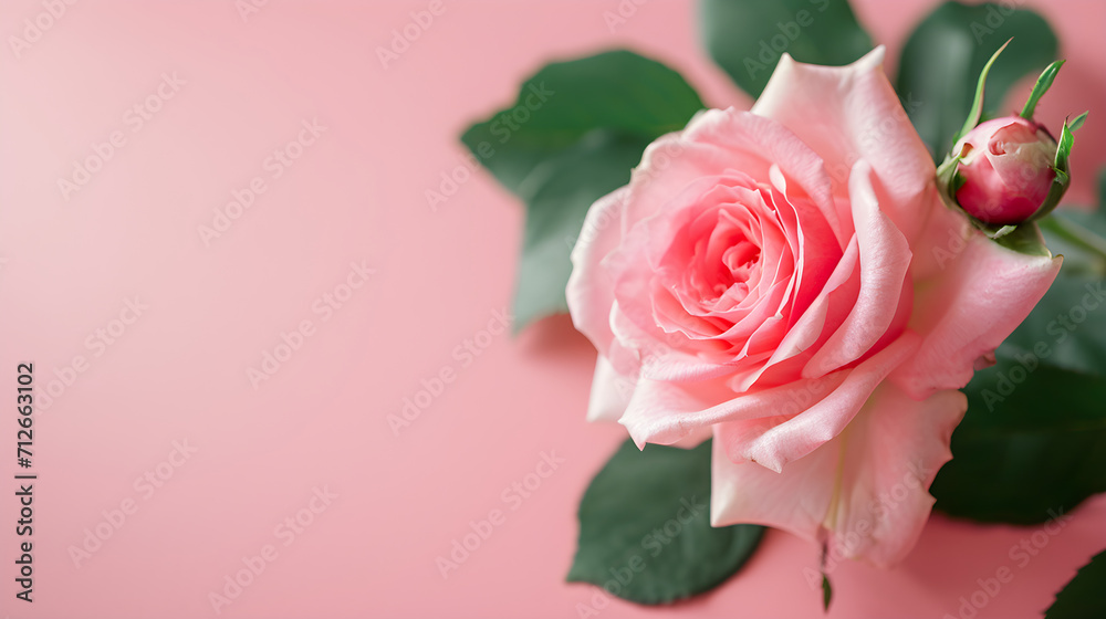 Top View of Pink Rose Flower Isolated Background. Empty Space for Wedding Invitation Cards. Valentine's Day or Mother's Day Holiday Concept Top View of Pink Rose Flower Isolated Background. Empty Space for Wedding Invitation Cards. Valentine's Day or Mother's Day Holiday Concept