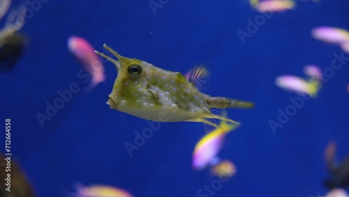 Cowfish, Lactoria cornuta, longhorn boxfish, tropical fish in aquarium on blue background, video footage photo