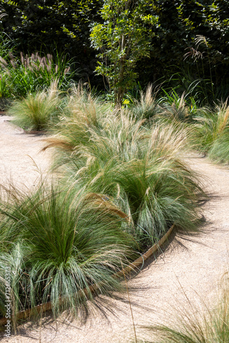 Jardin résilient - parterre de plantes grasses et graminées entourées d'allée en gravier
