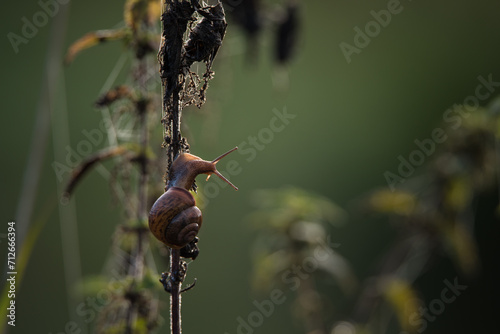 SNAIL - Small animal on meadow plants