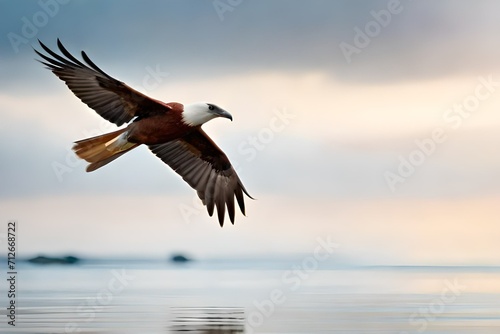 pelican in flight