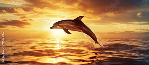 Stunning dolphin leaping from sunset sea. © AkuAku