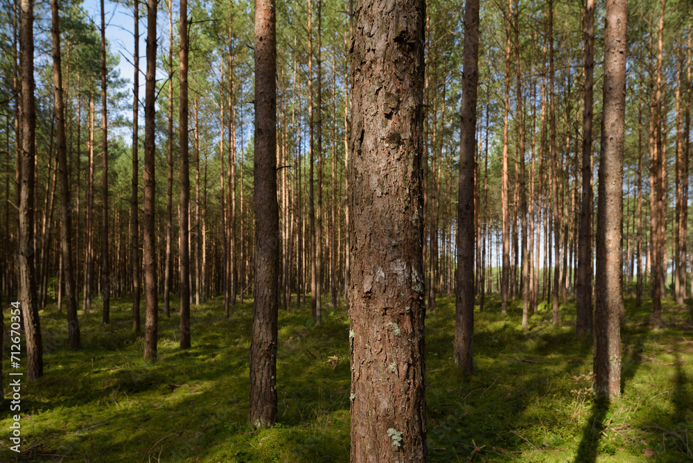 Fototapeta premium FOREST - Pine landscape in the sunlight