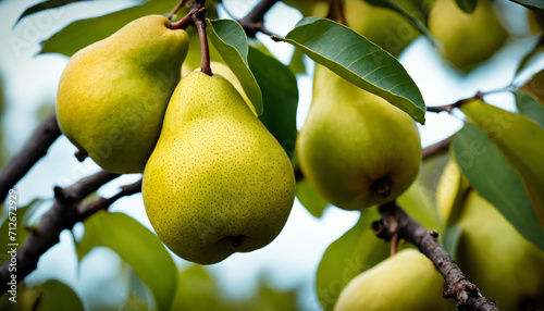 Close-up of ripe pears on a pear tree