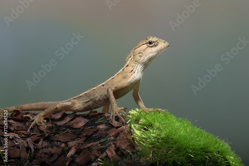 The oriental garden lizard (Calotes versicolor), also called the eastern garden lizard, Indian garden lizard, common garden lizard photo