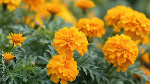 Vivid marigold flowers in lush greenery. © RISHAD