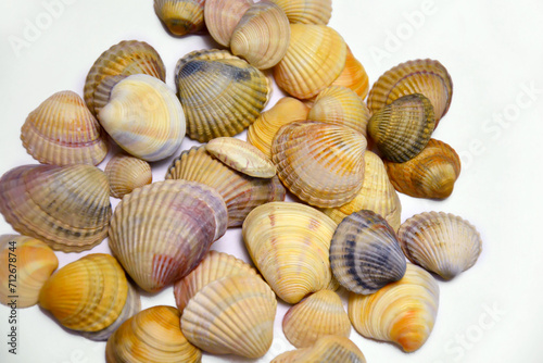 shells in close-up on a white background are figuratively arranged