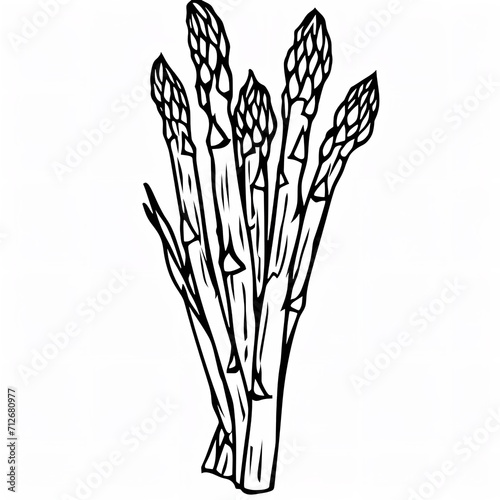 Simplicity in Nature  Minimalistic Full Body Line Art Vector of Asparagus