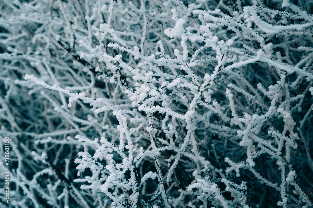 Close up of bush branches covered with hoarfrost after ice fog and snow in morning winter forest. Real winter and Christmas holidays background. Close up of bush branches covered with hoarfrost after ice fog and snow in morning winter forest. Real winter and Christmas holidays background.
