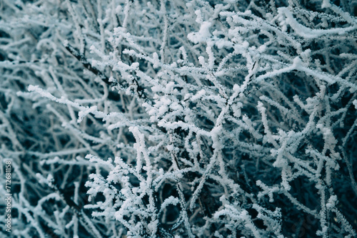 Close up of bush branches covered with hoarfrost after ice fog and snow in morning winter forest. Real winter and Christmas holidays background.