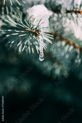 Close up of fir tree branches covered with melting snow and icicles in morning winter forest. Real spring, winter background