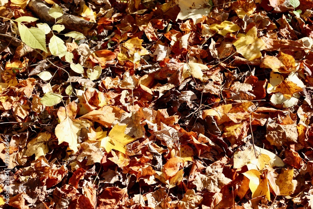 A close view of the pile of colorful autumn leaves. A close view of the pile of colorful autumn leaves.