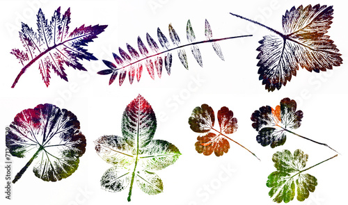 abstract botanical art - monoprint - leaves and plants printed on paper with watercolors - original artwork