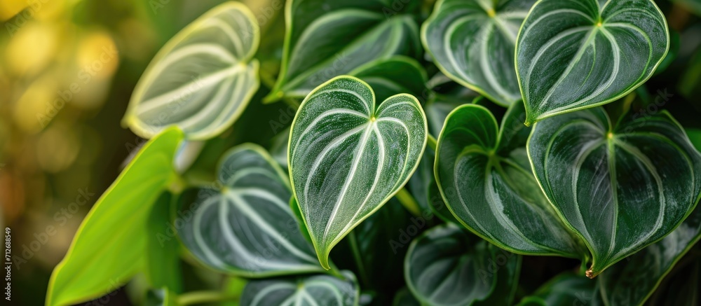 Obraz premium Philodendron brandtianum is a rare and highly desirable plant with olive green leaves that have striking gray mottling and silver markings. The appealing heart-shaped leaves thrive.