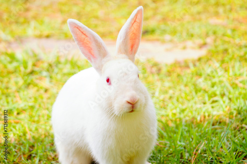Detail of a white bunny with a natural grass background. Front view