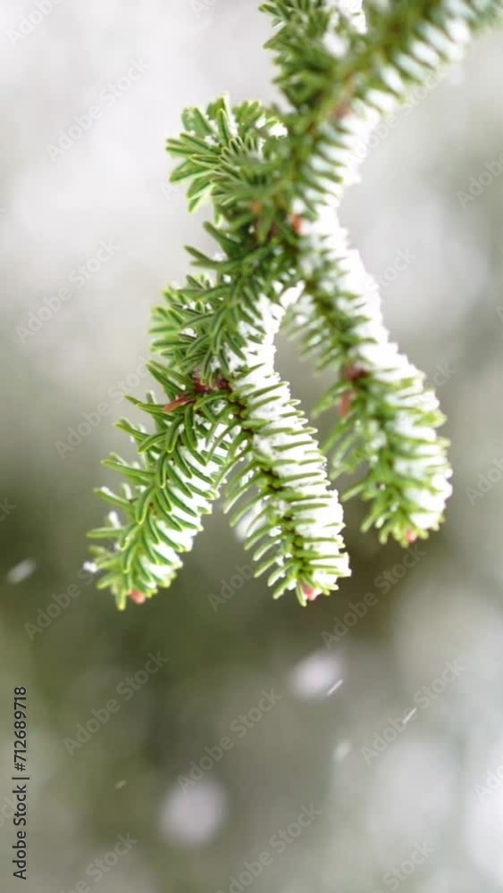 Nature's beauty unfolds as snowflakes gently blanket a solitary branch, creating a serene winter wonderland Nature's beauty unfolds as snowflakes gently blanket a solitary branch, creating a serene winter wonderland