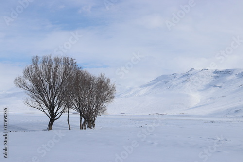 A peaceful winter landscape showcasing bare trees against a pristine snowfield with distant mountains under a calm blue sky.