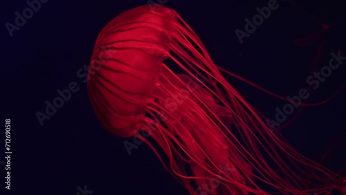 Chrysaora fuscescens is a common free-swimming scyphozoan native to the Pacific Ocean and is commonly known as the Pacific sea nettle or West Coast sea nettle. photo