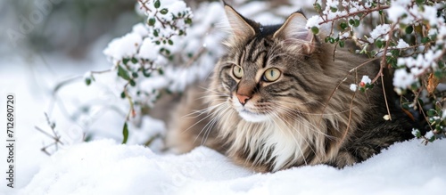 Norwegian Forest Cat resting under a bush in the snow during winter © AkuAku