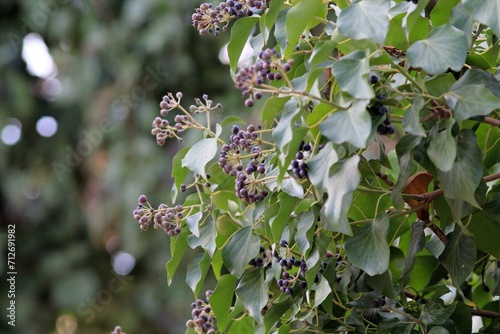 Leaves and berries on the branches of Ligustrum lucidum in the park in winter photo