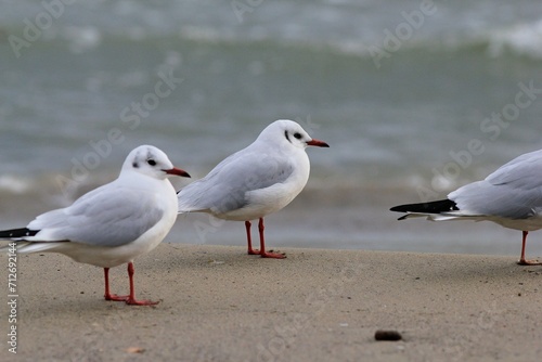 Seagulls of Chroicocephalus ridibundus in close-up on a blurred background 
