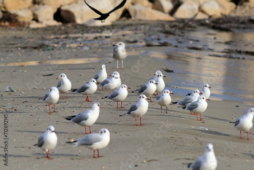Seagulls of Chroicocephalus ridibundus in close-up on a blurred background
