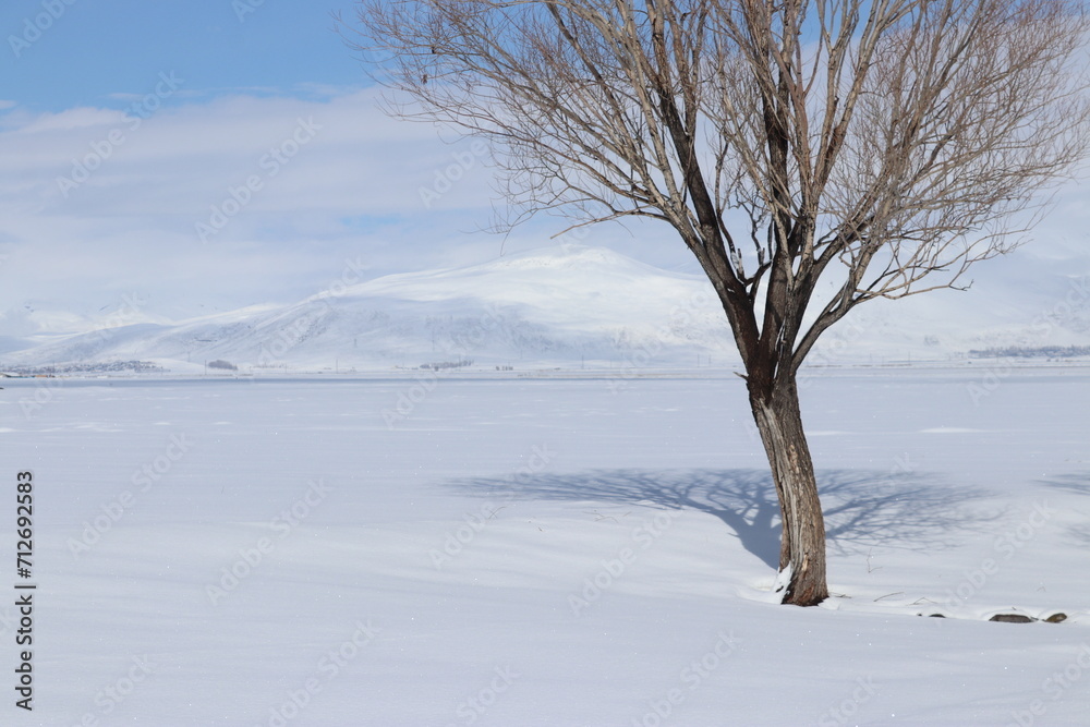 A tranquil winter scene with three leafless trees standing resilient against a vast expanse of snow, under a soft blue sky dotted with white clouds. A tranquil winter scene with three leafless trees standing resilient against a vast expanse of snow, under a soft blue sky dotted with white clouds.