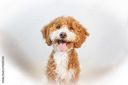 Golden Doodle Puppy Posed On White Bed 