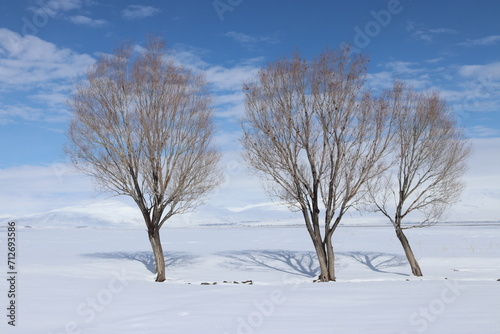 A tranquil winter scene with three leafless trees standing resilient against a vast expanse of snow, under a soft blue sky dotted with white clouds. photo